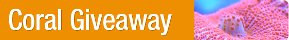 Bluezoo Coral Giveaway