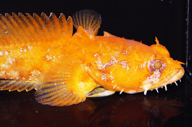 Orange Toadfish - Opsanus beta