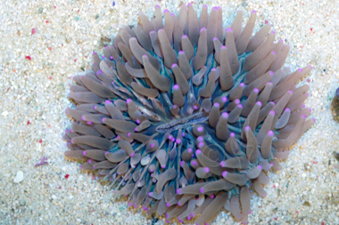 purple tip goldish green