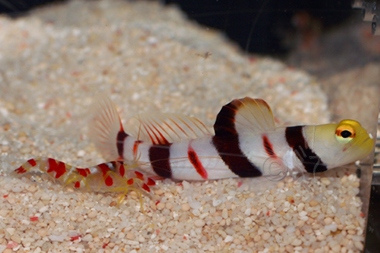 Dracula Goby and Candy Stripe Pistol Shrimp Pair - Stonogobiops dracula/Alpheus  randalli