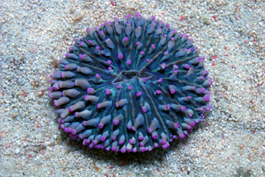 pink tip long tentacle