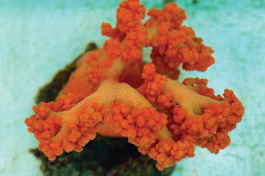 Orange_Soft_Coral_ps.jpg