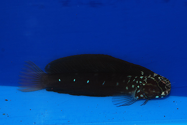 TOP 50 Tribal Blenny - Ecsenius spp.
