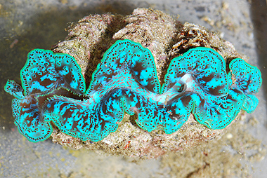 clam06_110210_PS.jpg