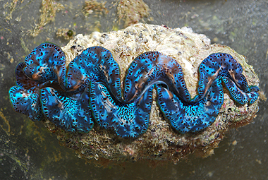 clam10_110210_PS.jpg