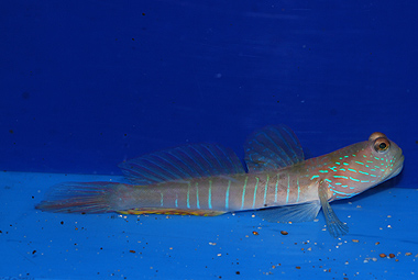 watchmen blue spot goby