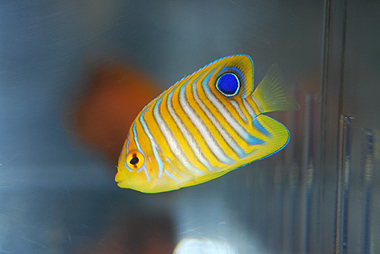 regal angelfish care