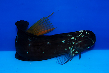 TOP 50 Tribal Blenny - Ecsenius spp.