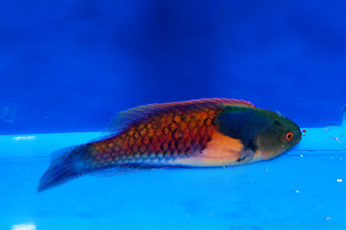 Wrasse - Yellow Flanked Fairy