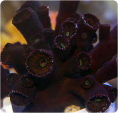 Tube Corals