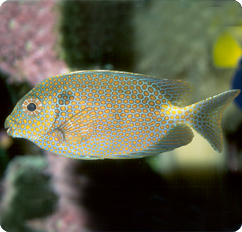 Siganus Punctatus