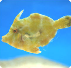 Aptasia%20eating%20Filefish_PS.jpg