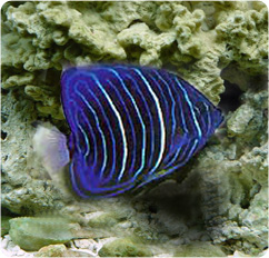 annularis angelfish