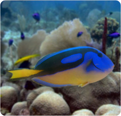 Yellow_Belly_Blue_Tang_ps.jpg