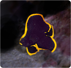 Pinnate Batfish