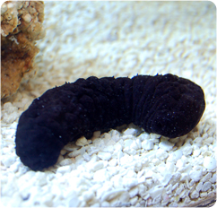 http://www.bluezooaquatics.com/images/products/Invertebrates/large/Black_Cucumber_ps.jpg