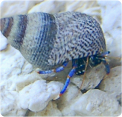  The Blue Leg Hermit Crab is Shipped Moist 