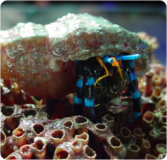 Electric_Blue_Knuckle_Hermit_Crab_ps.jpg