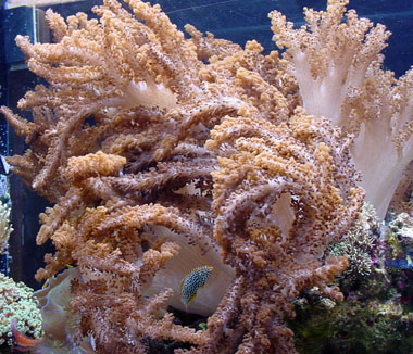 colt coral