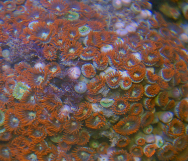 Types Of Zoanthids