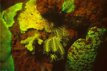 Mazel Crinoid Coral