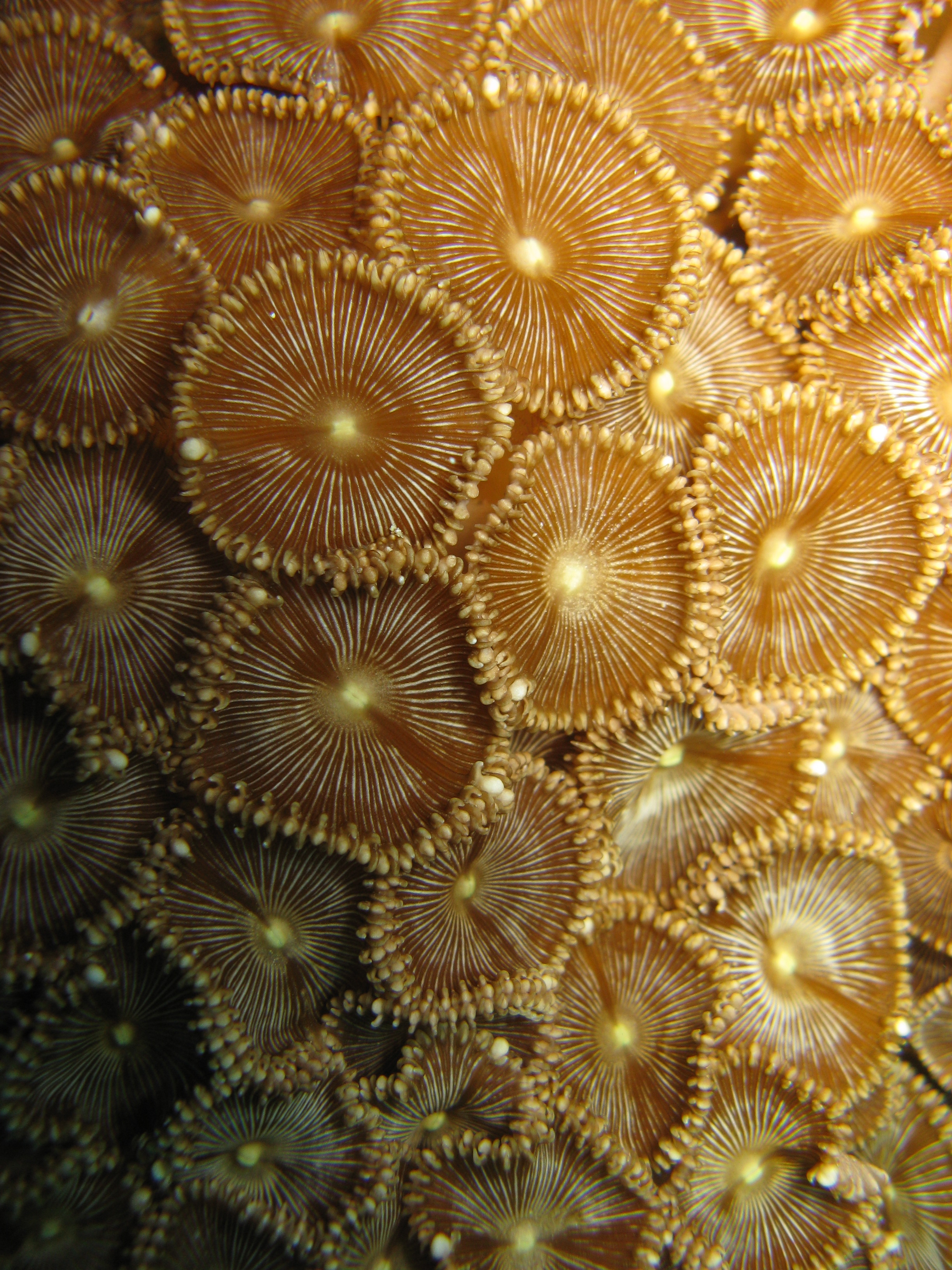 Palythoa heliodiscus