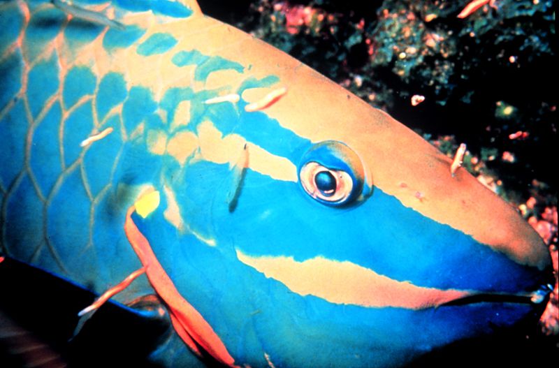 Spotlight Parrotfish Supermale