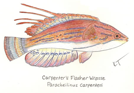 Carpenter’s Flasher Wrasse by Karen Talbot