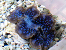 Tridacna Clams