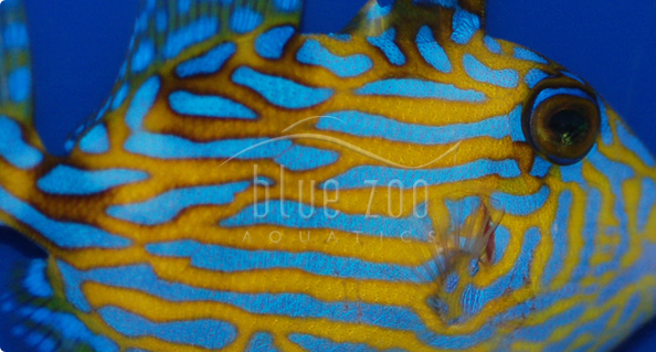 Buy Saltwater Fish & Coral - Marine Fish, Live Coral, Salt Water Aquarium Fish, and Tropical Fish from BlueZooAquatics Buy Saltwater Fish & Coral - Marine Fish, Live Coral, Salt Water Aquarium Fish, and Tropical Fish from BlueZooAquatics