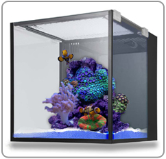 nuvo aquarium