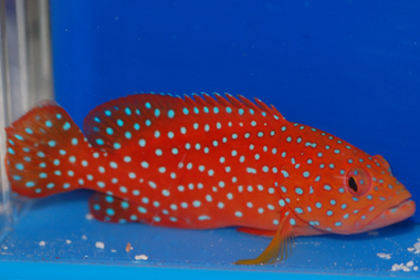 miniatus grouper care