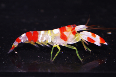 Candy Stripe Pistol Shrimp - Alpheus spp.