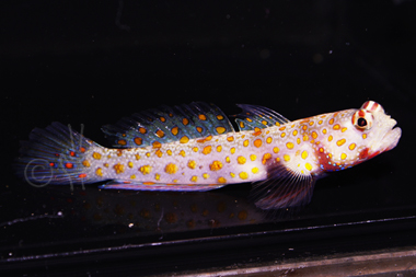Orange Spot Shrimp Goby - Amblyeleotris guttata
