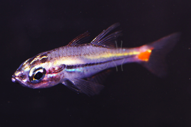 red spot cardinalfish apogon