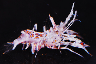Bongo Shrimp - Phyllognathia ceratophthalma