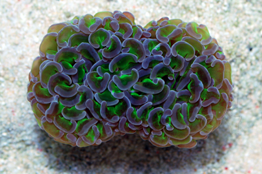 blue hammer coral blue