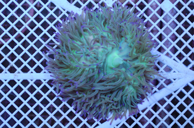 anemona ritteri anemona ritteri