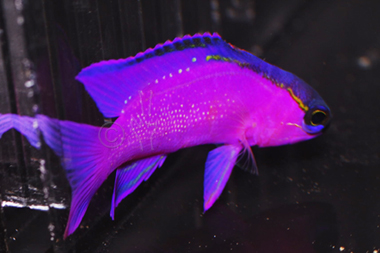Black Cap Basslet - Gramma melacara