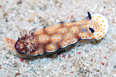Orange Spotted Sea Slug - Risbecia pulchella