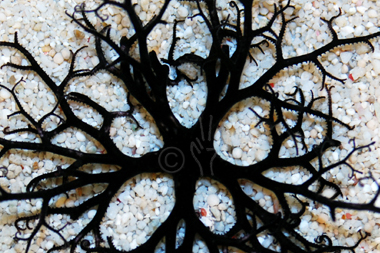 black basket starfish gorgonocephalus spp