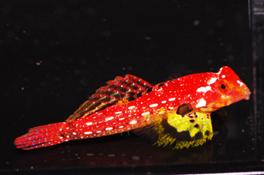 red scooter blenny care