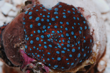 Neon Blue Spot Mushroom - Discosoma spp.