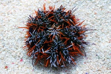 97 pincushion urchin build