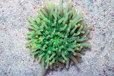 yellow tip neon green