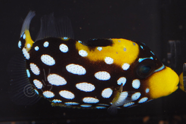 clown triggerfish for sale clown triggerfish for sale