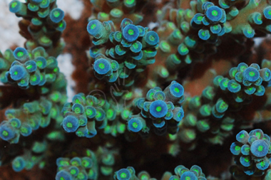 Blue Tenuis Acropora Coral - Acropora tenuis