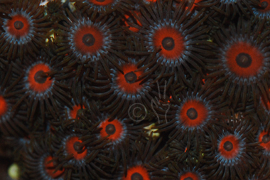 eagle eye zoa eagle eye zoa
