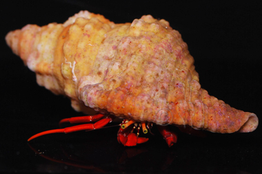 Scarlet Reef Hermit Crab - Paguristes cadenati