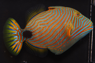 undulated triggerfish balistapus undulatus